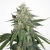 White Widow