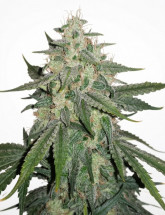 Семена конопли White Widow