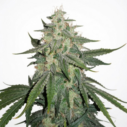 Семена White Widow