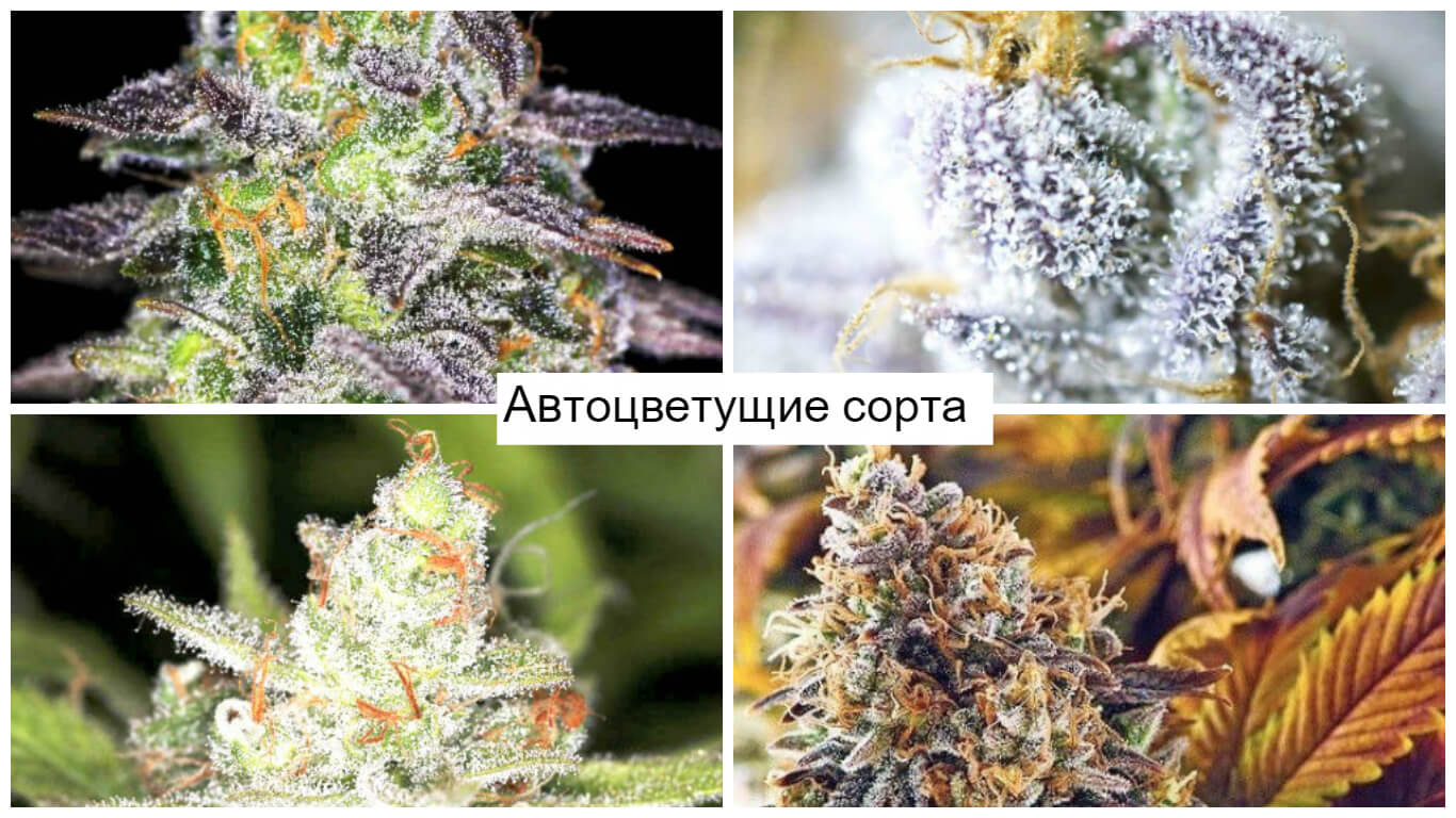 Что такое автоцветы марихуаны закон марихуане украине