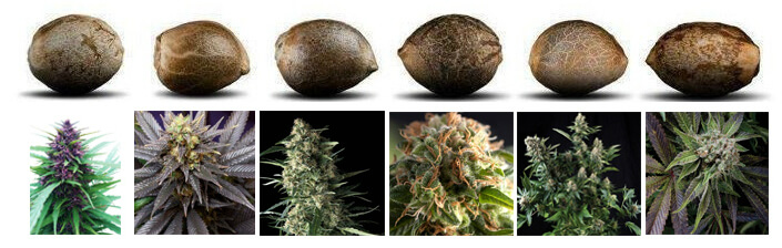 марихуана конопля семена