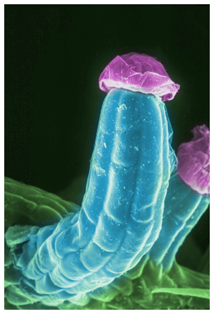 фото конопли под микроскопом