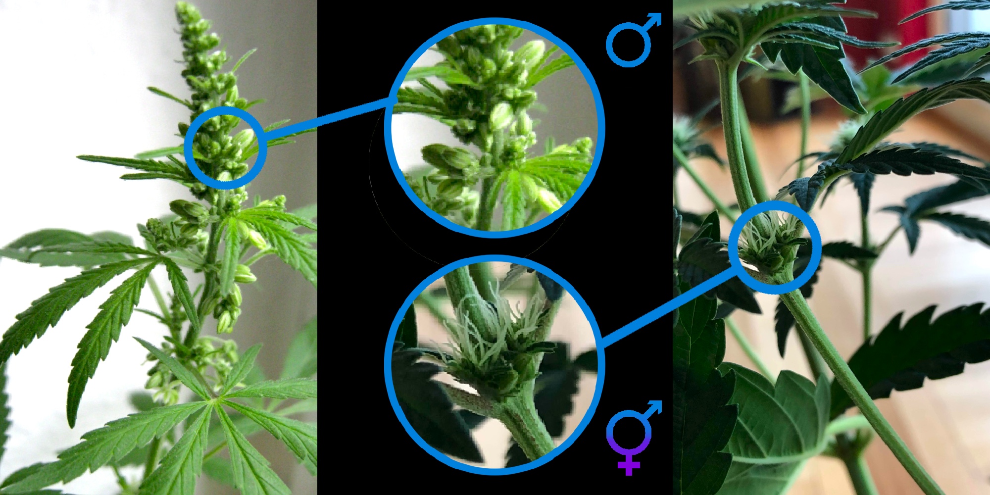 Женские соцветия конопли цветения марихуаны видео