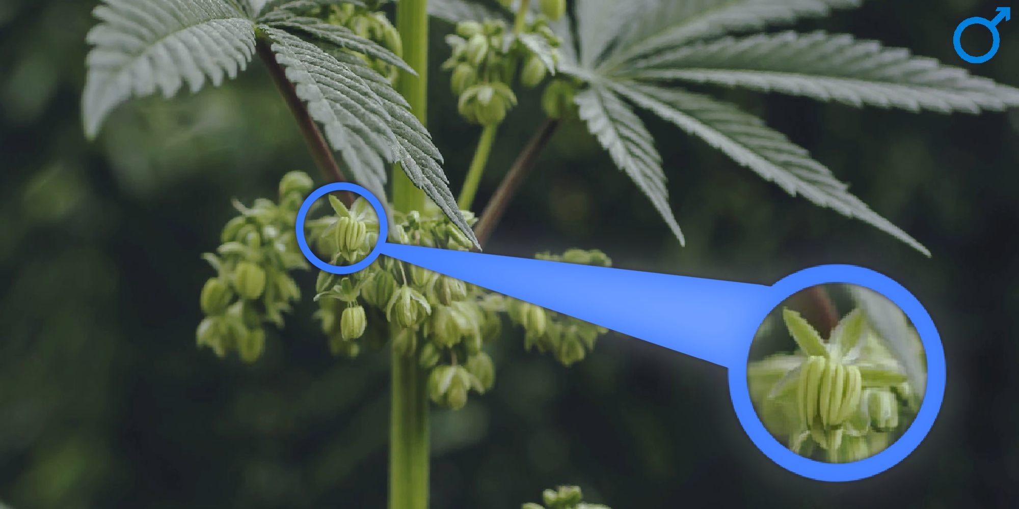 Гермофродит конопля вырастить марихуану на огороде