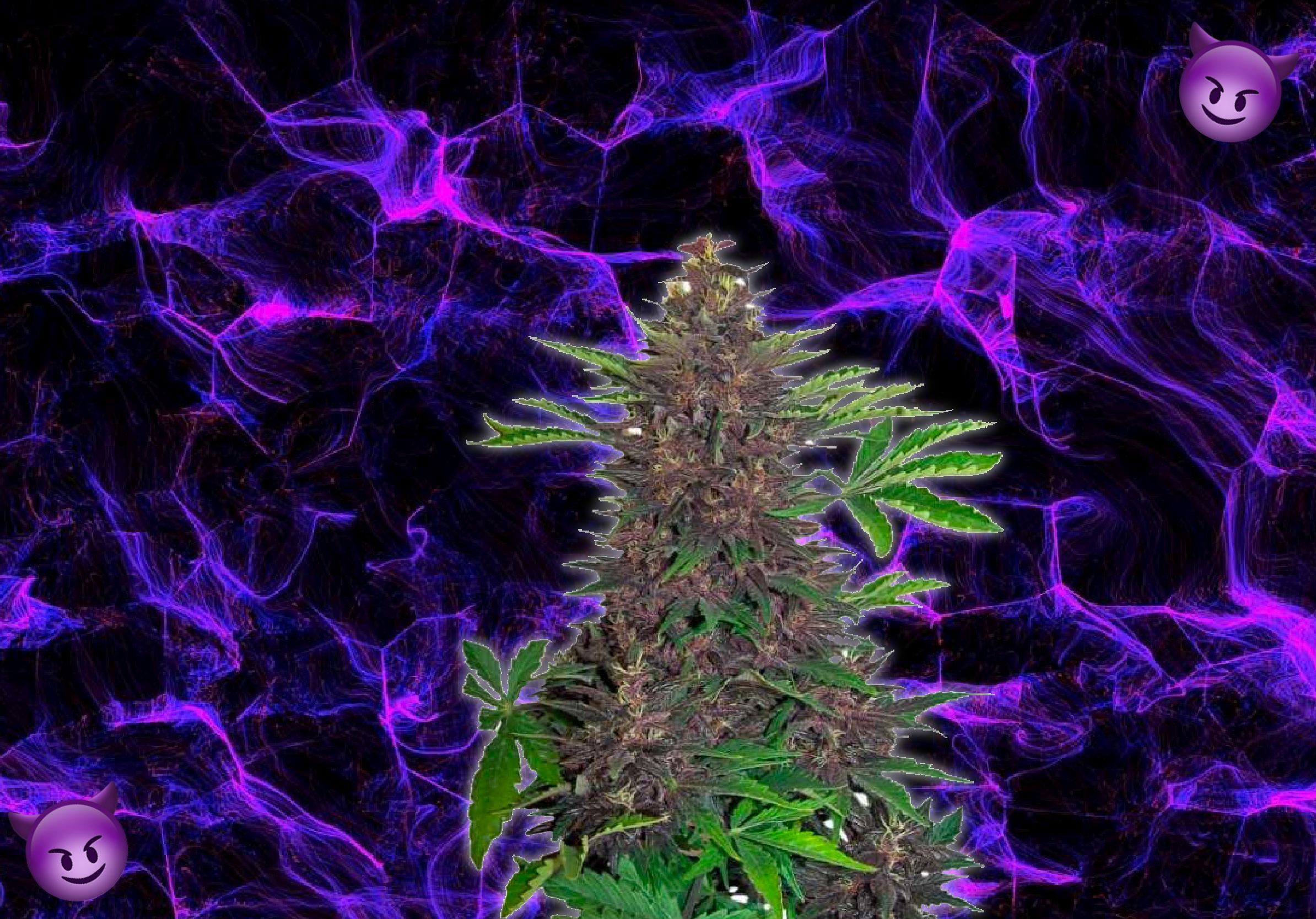 Сорта фиолетовой марихуаны аромат марихуаны