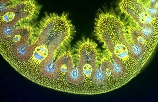 клетки марихуаны под микроскопом