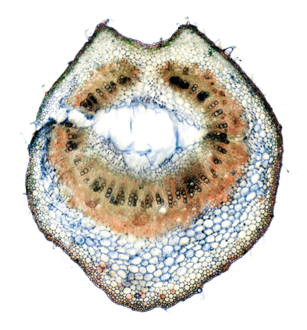 Клетка марихуана под микроскопом многолетняя марихуана
