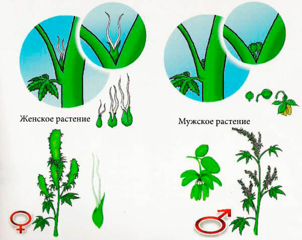 Как различить семена конопли фото прикольной конопли