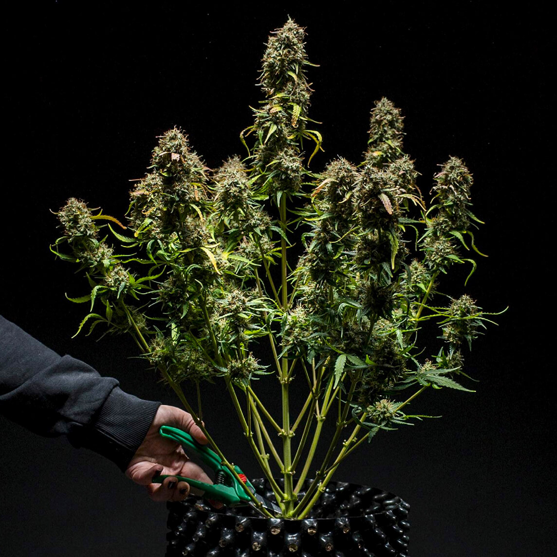 Как правильно собрать урожай конопли чем быстро вывести марихуану с организма