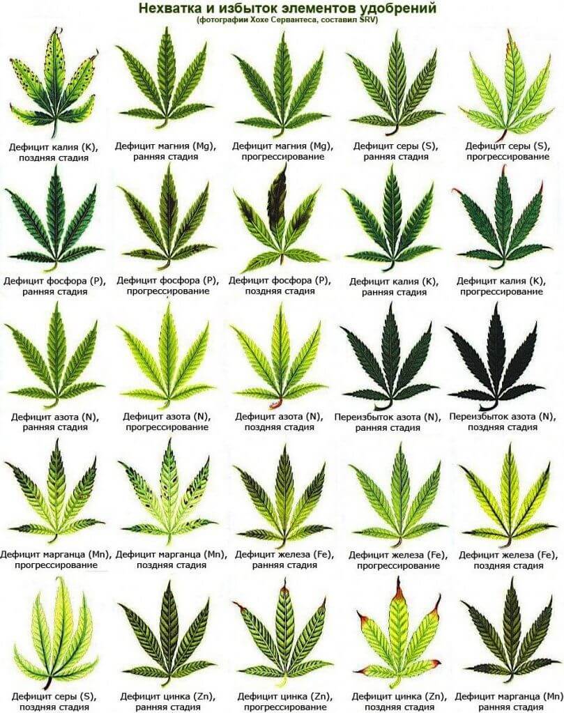 какие удобрения нужны для выращивания марихуаны