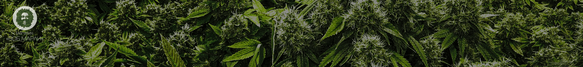  the best varieties of marijuana 