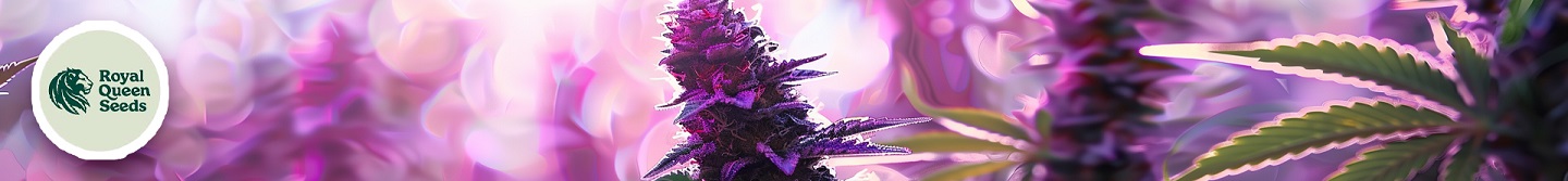 Royal Queen Seeds сидбанк