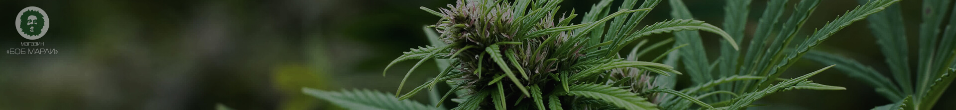 созревание семена марихуаны